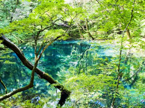世界最大級のブナの原生林が示す 森を守る大切さと尊さ 白神山地 青森県中津軽郡 Onestory