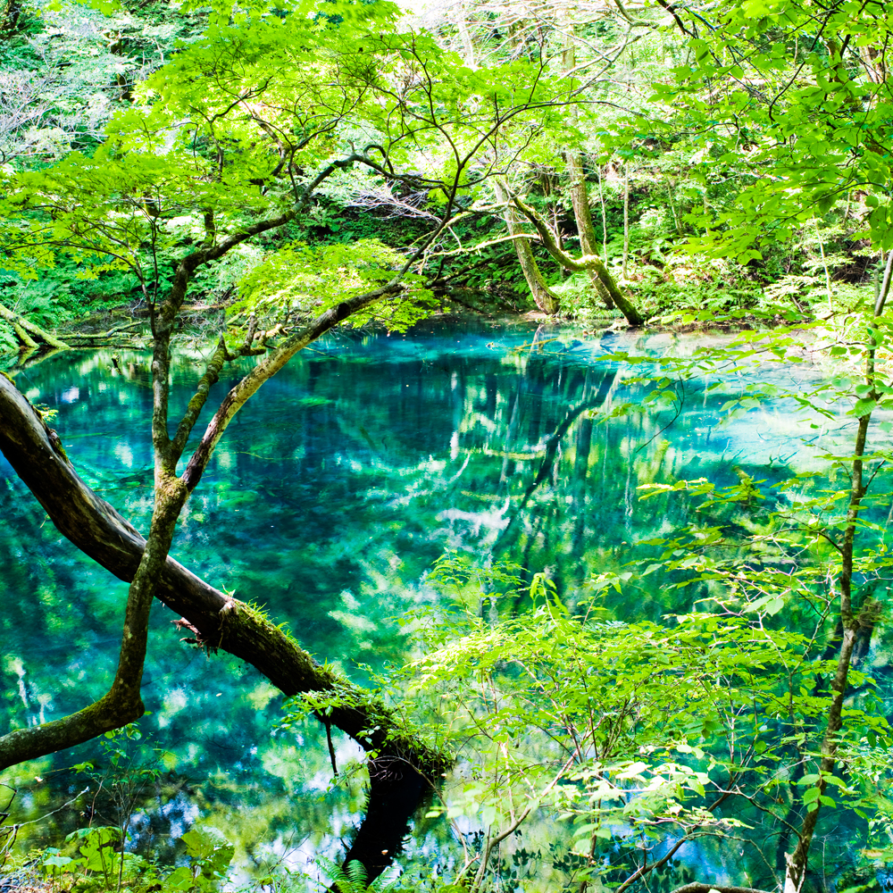世界最大級のブナの原生林が示す 森を守る大切さと尊さ 白神山地 青森県中津軽郡 Onestory