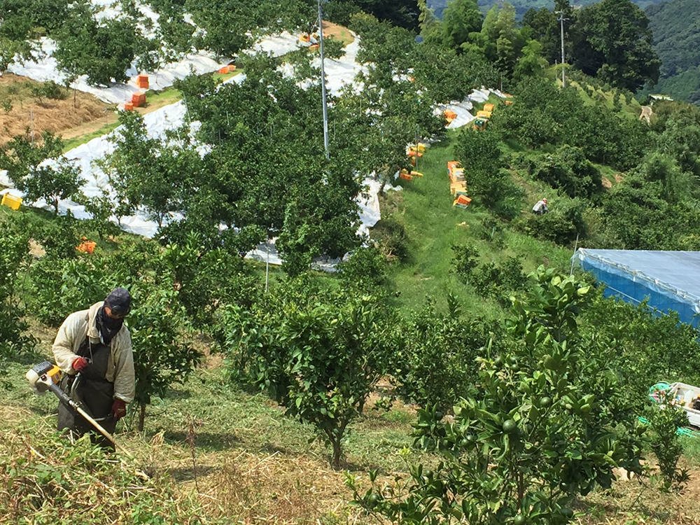 GINZA SIX』で思わぬヒット。愛媛のみかん加工品ショップ