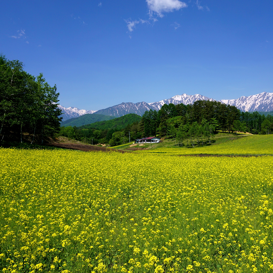 日本の屋根 たる急峻な山々と共存し育まれた数々の産業で 中部地方を牽引 長野 Onestory