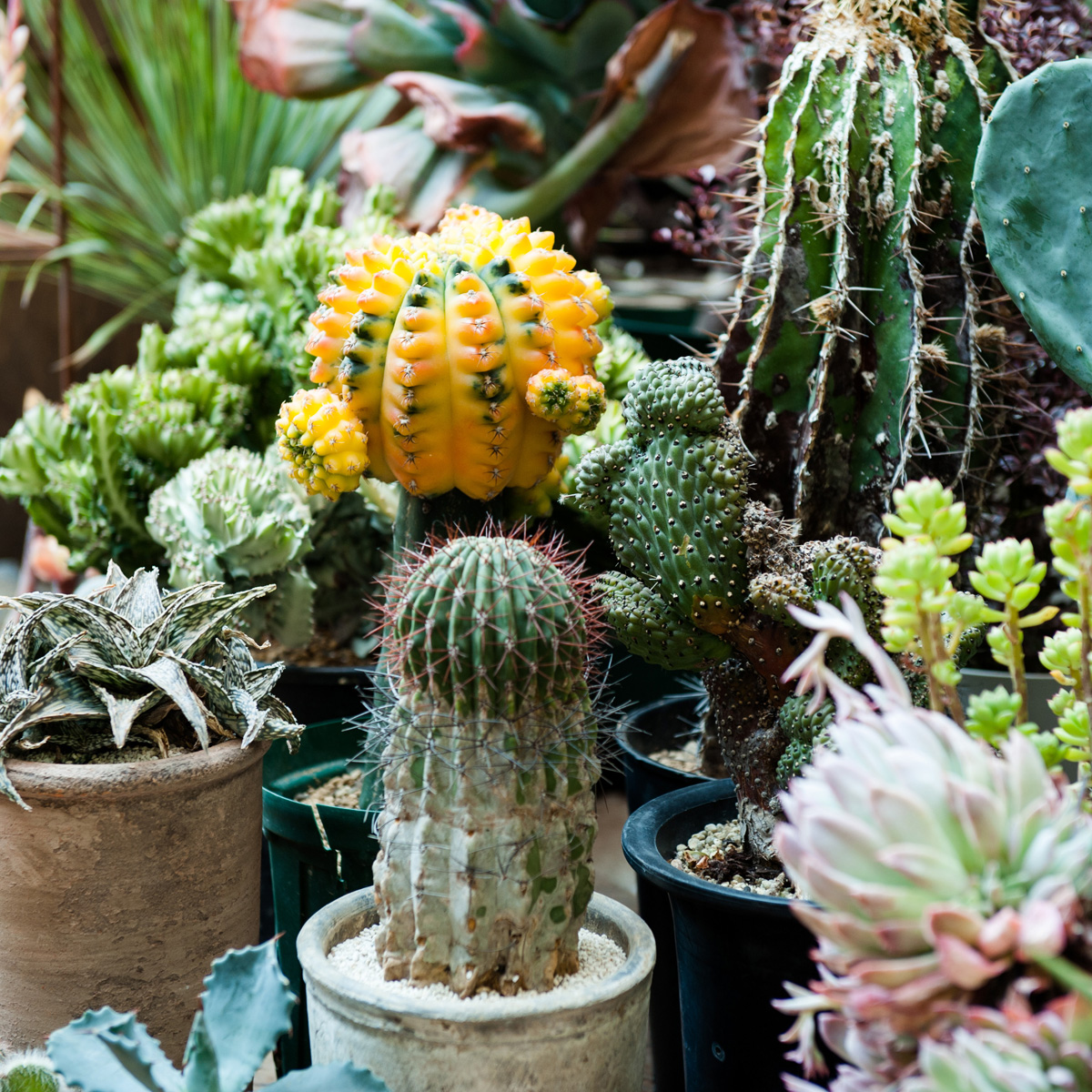 I Have Done Nothing. I Am Just Conveying the Power of the Plants