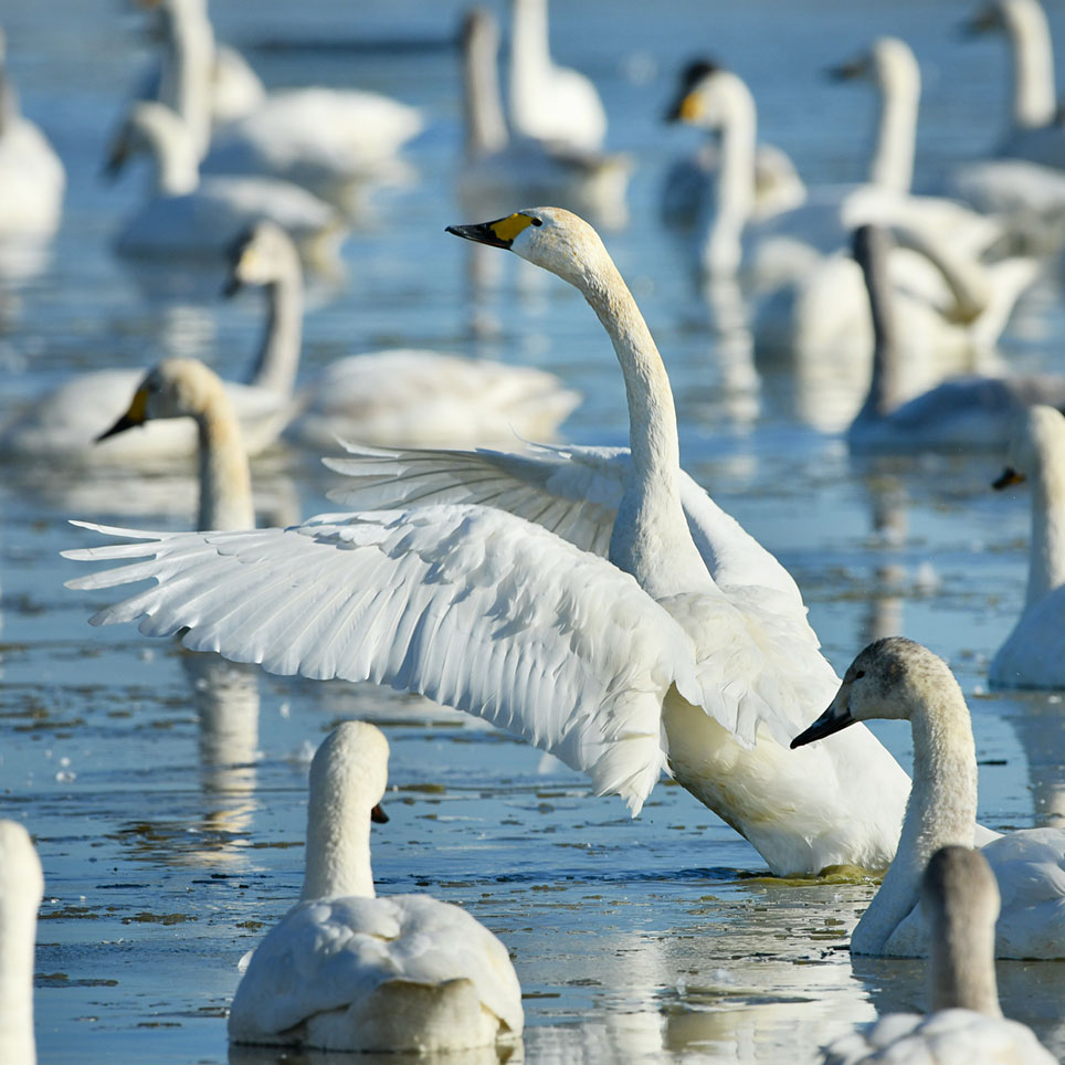 シーズン中1 000羽近くが飛来 人と白鳥の交流が花開く田園の冬 白鳥の郷 千葉県印西市 Onestory