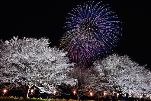 夜桜と花火を一度に楽しめる贅沢なお花見 辰ノ口さくら祭り 茨城県常陸大宮市 Onestory