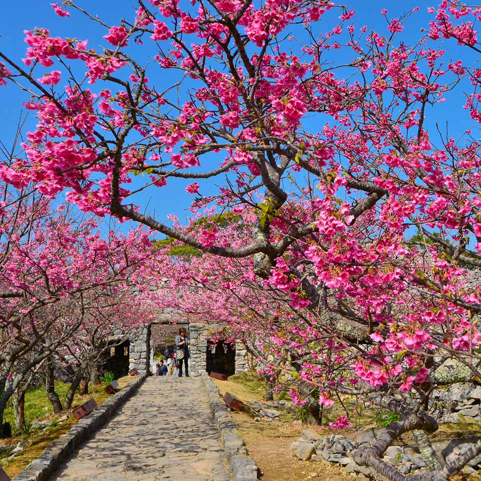 やんばるの地を見守る城跡を背景に 南国の太陽に照らされた桜が輝く 今帰仁城跡 沖縄県国頭郡 Onestory