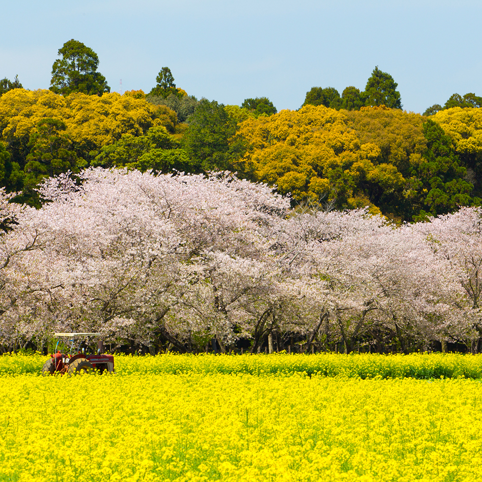 咲き誇る桜と菜の花に青い空。豊かな色彩のコントラストで魅了する