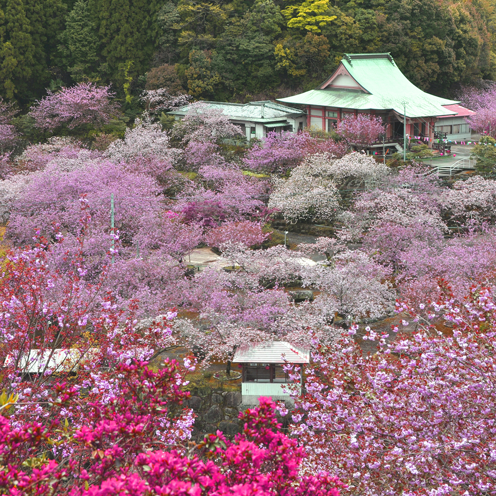 薄紅色や淡黄色 緑色など 色とりどりのヤエザクラが埋め尽くす 桜の雲海 不動尊一心寺 大分県大分市 Onestory