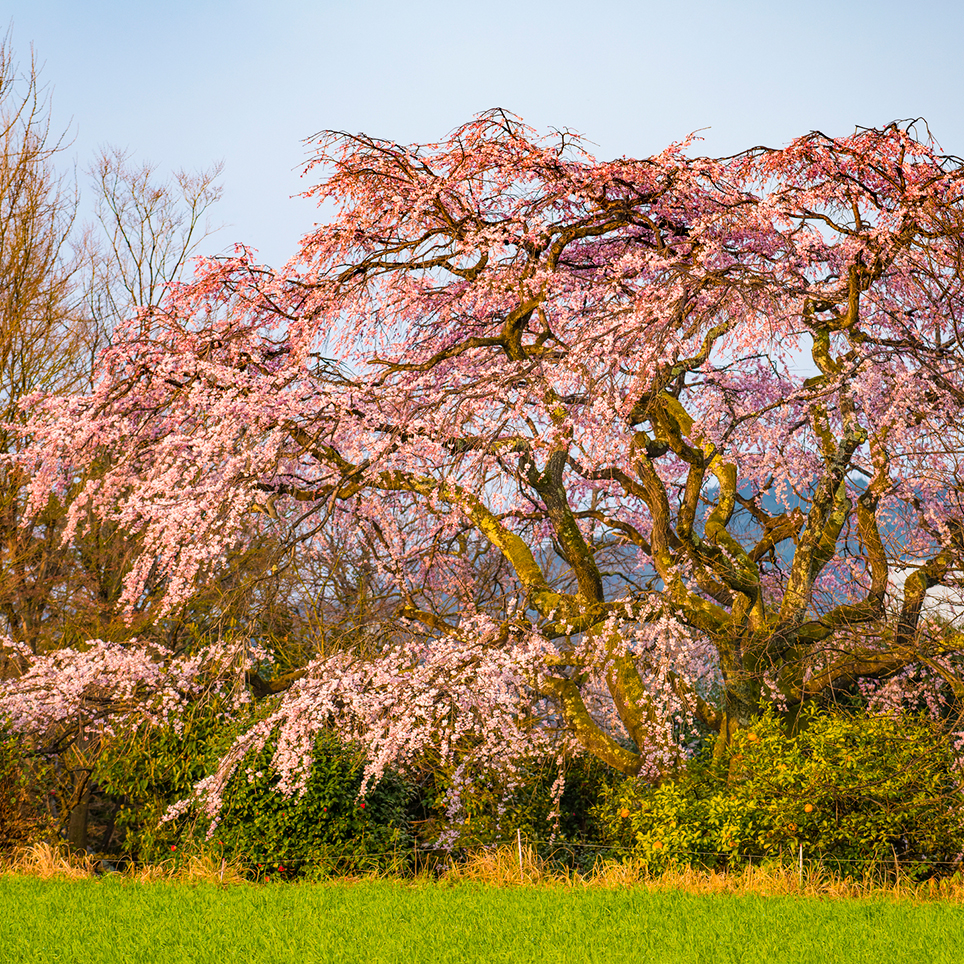 霊山 土器山を背景に花開き 枝を垂れるヒメシダレザクラ 宝珠寺のヒメシダレ桜 佐賀県神埼市 Onestory