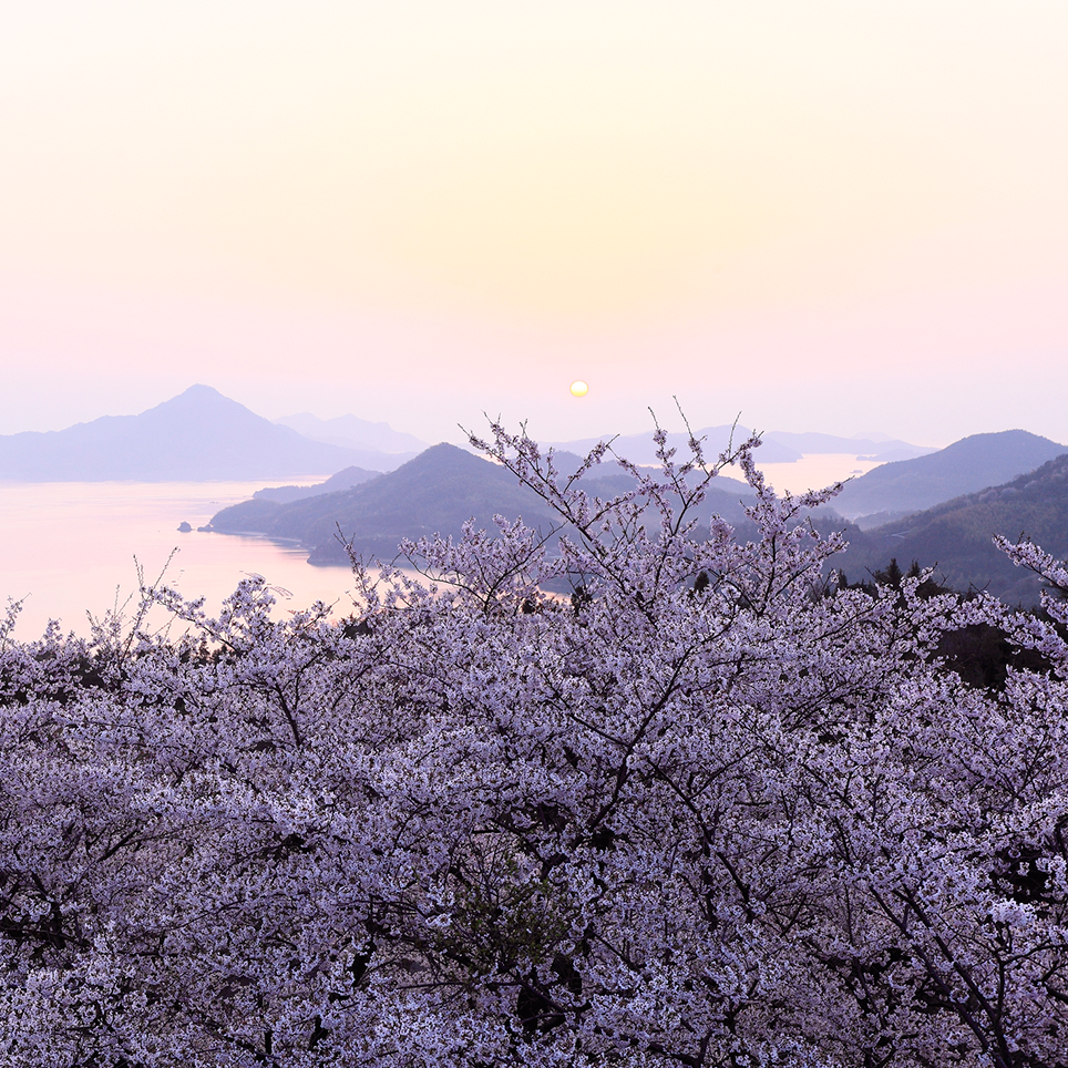 麗らかな春の陽射しの中で 瀬戸内の多島美と桜との見事な調和を楽しむ 開山公園 愛媛県今治市 Onestory