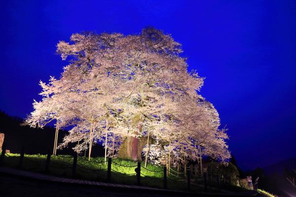 醍醐桜｜観光スポット | 岡山観光WEB【公式】- 岡山県の観光
