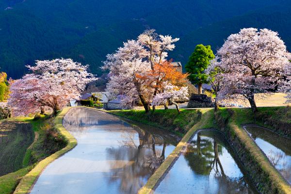 ヤマザクラと棚田の共演がもたらす 温かさに満ちた懐かしい日本の姿 三多気の桜 三重県津市 Onestory