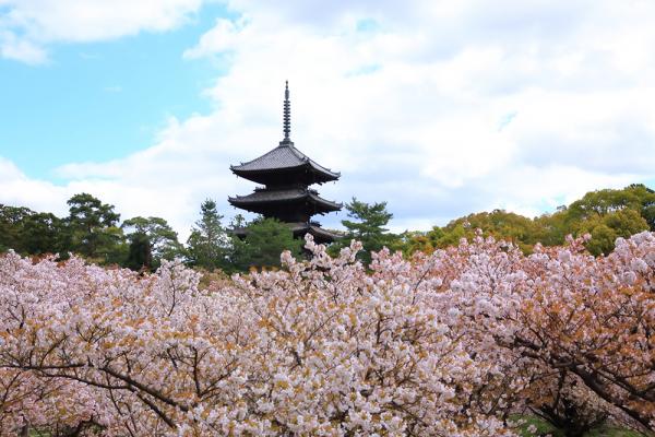 遅咲きの桜が京都の春を締めくくる。仁和寺の歴史とともに歩んできた