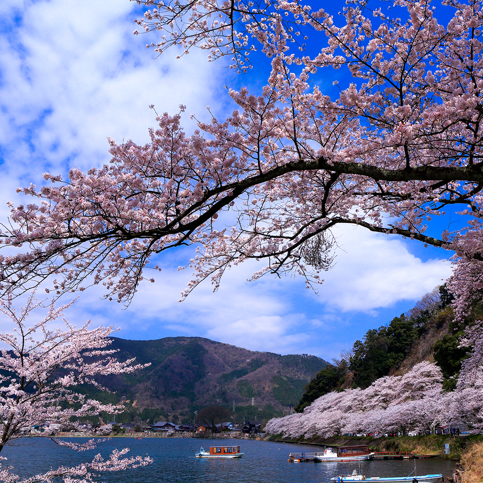 紺碧の湖水がしぶきを上げる奥琵琶湖の湖岸を 可憐なソメイヨシノが埋め尽くす 海津大崎 滋賀県高島市 Onestory