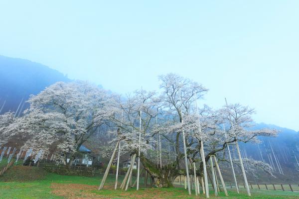 散り際の花びらに淡い墨色が滲む。日本三大巨桜の圧倒的な存在感