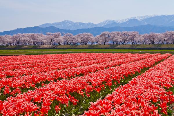 整然と美しい桜並木に加え、自然がもたらす鮮やかな色彩が目を楽し
