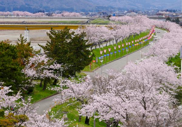 豊潤な水辺に咲き誇る桜のアーチと、「分水おいらん道中」の艶やかな