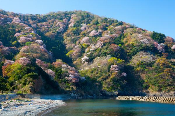 海の上で興じる桜見物 半島に春を告げる淡紅色のヤマザクラ 神子のヤマザクラ 福井県三方上中郡 Onestory