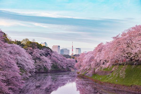 風情ある水辺の桜 命の息吹に包まれた都心で愛でる春 千鳥ヶ淵 東京都千代田区 Onestory