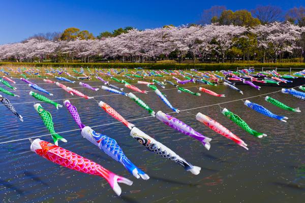 6 000匹以上の掲揚数が世界記録に認定された 鯉のぼりと桜並木の華麗なる共演 鶴生田川 群馬県館林市 Onestory