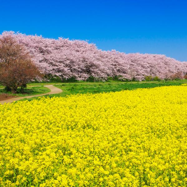 桜と菜の花 青空が三位一体となった 春爛漫の大パノラマ 幸手権現堂桜堤 埼玉県幸手市 Onestory