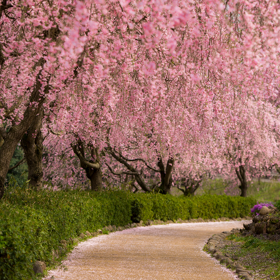 濃い桜色のベニシダレザクラが視界を埋め尽くす 感動的な桜のトンネル 常陸風土記の丘 茨城県石岡市 Onestory