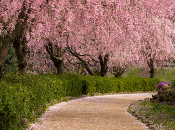 濃い桜色のベニシダレザクラが視界を埋め尽くす 感動的な桜のトンネル 常陸風土記の丘 茨城県石岡市 Onestory