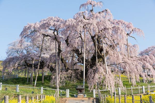 滝のように堂々とした壮大な姿が心を打つ。樹齢1000年超のベニ