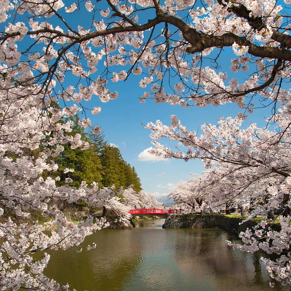 四方を堀で囲まれた城跡ならではの水辺を 約0本の桜が鮮やかに染め上げる 松が岬公園 山形県米沢市 Onestory