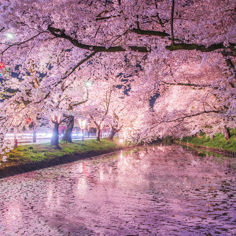 日本最古のソメイヨシノや堀の水面を埋め尽くす花筏 圧巻の見所が揃う 弘前公園 青森県弘前市 Onestory