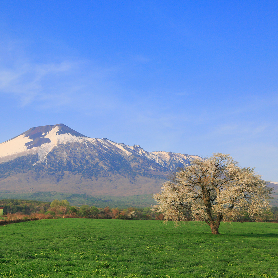 儚いカスミザクラと残雪の岩手山がつくる 優しい 絵画のような景色 上坊牧野の一本桜 岩手県八幡平市 Onestory