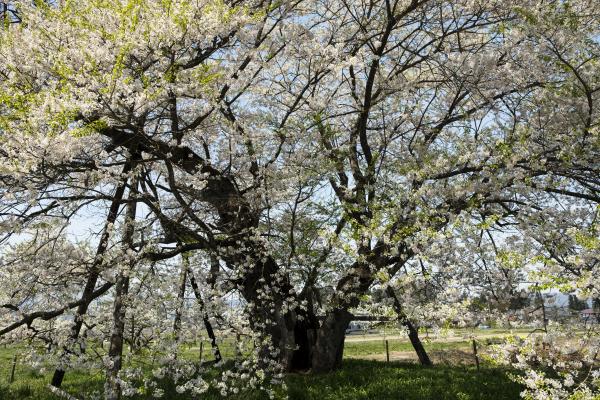 その彩りで巡りくる季節を里の人々に伝える、格調高い桜のクロニクル