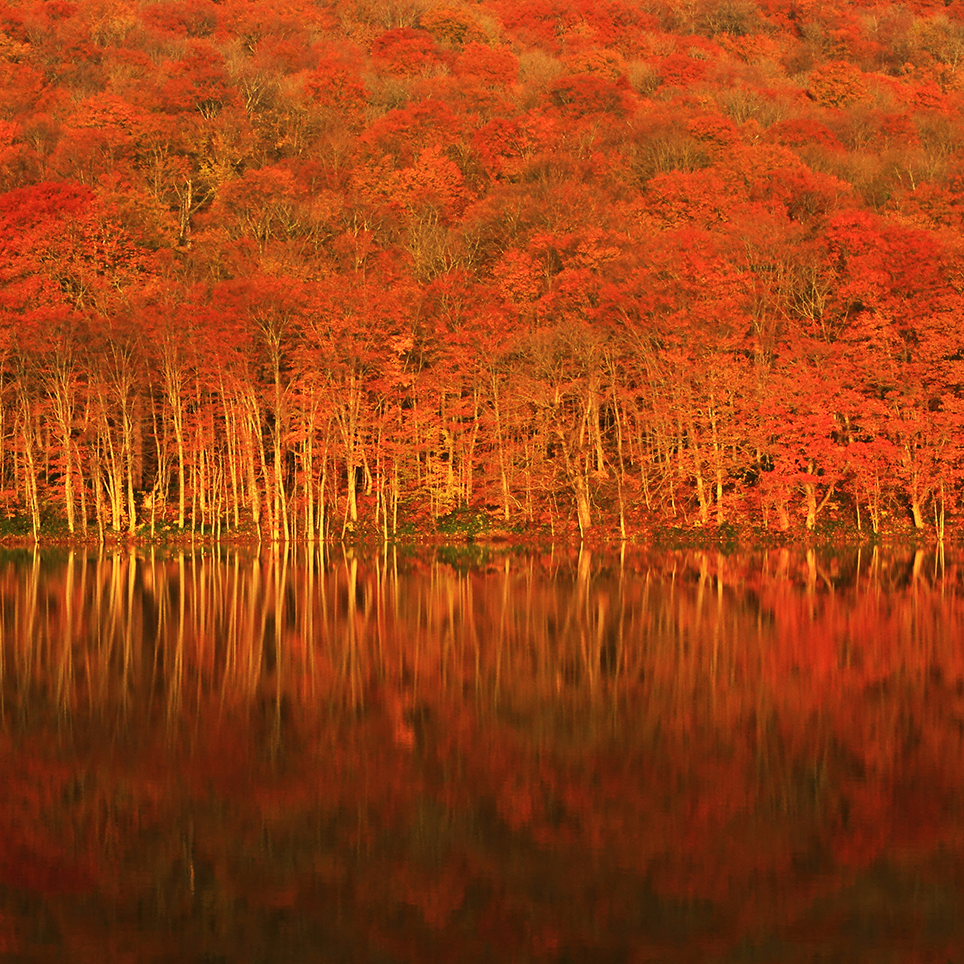 朝焼けの限られた時間 ブナの原生林と清らかな水面が紅色に輝く 蔦沼 青森県十和田市 Onestory