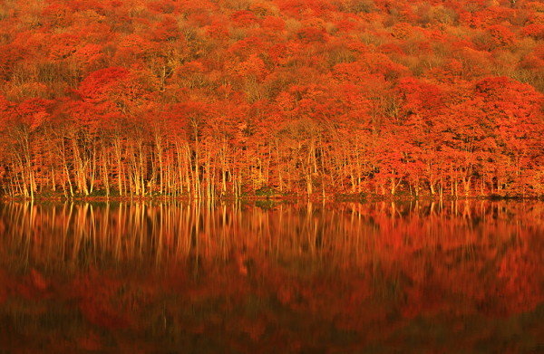 眩く色づく草木に清らかな水の調べ。記憶に残る水辺の紅葉。錦秋