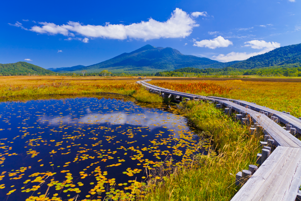 日本最大の山岳湿地を染め上げる草紅葉と清冽な水辺が、秋の美景を