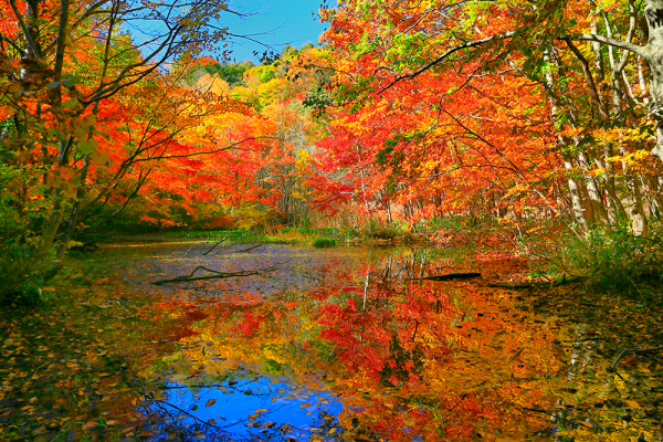 鮮烈な青色に染まる水面と紅葉との神秘的なコントラスト 芭蕉沼 岩手県八幡平市 Onestory