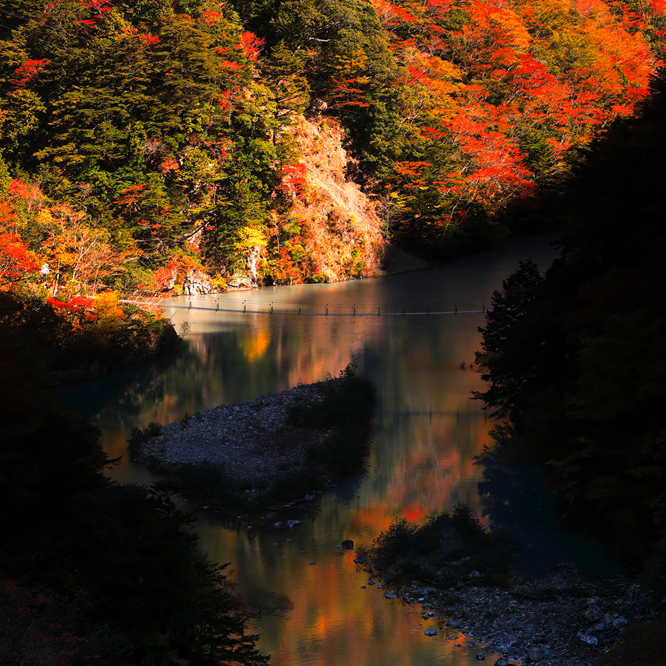 雄大な峡谷の紅葉を背景に 吊り橋が美しいアーチを描く 夢の吊り橋 静岡県榛原郡 Onestory