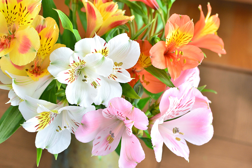 温故知新の花作りで 九州一のアルストロメリアを 大窪農園 大分県竹田市 Onestory