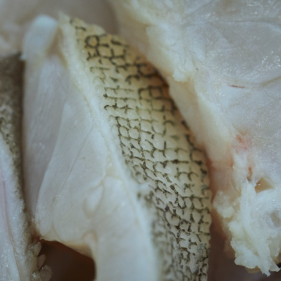 高級魚 クエが自宅で気軽に楽しめる本格 クエ鍋セット Fisherman S Wharf Shimonoseki 山西水産 山口県下関市 Onestory