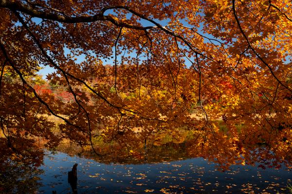 風に揺らめく赤と黄の一葉一葉が、水の鏡に描き上げる自然の万華鏡