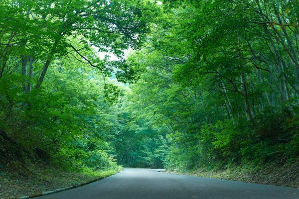 森林大国 日本においても貴重な 大山の守り神 ブナの原生林 鳥取県日野郡 Onestory