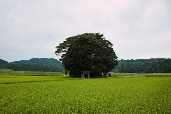 因久山焼 芦沢良憲 茶碗 抹茶茶碗 茶道具 工芸品