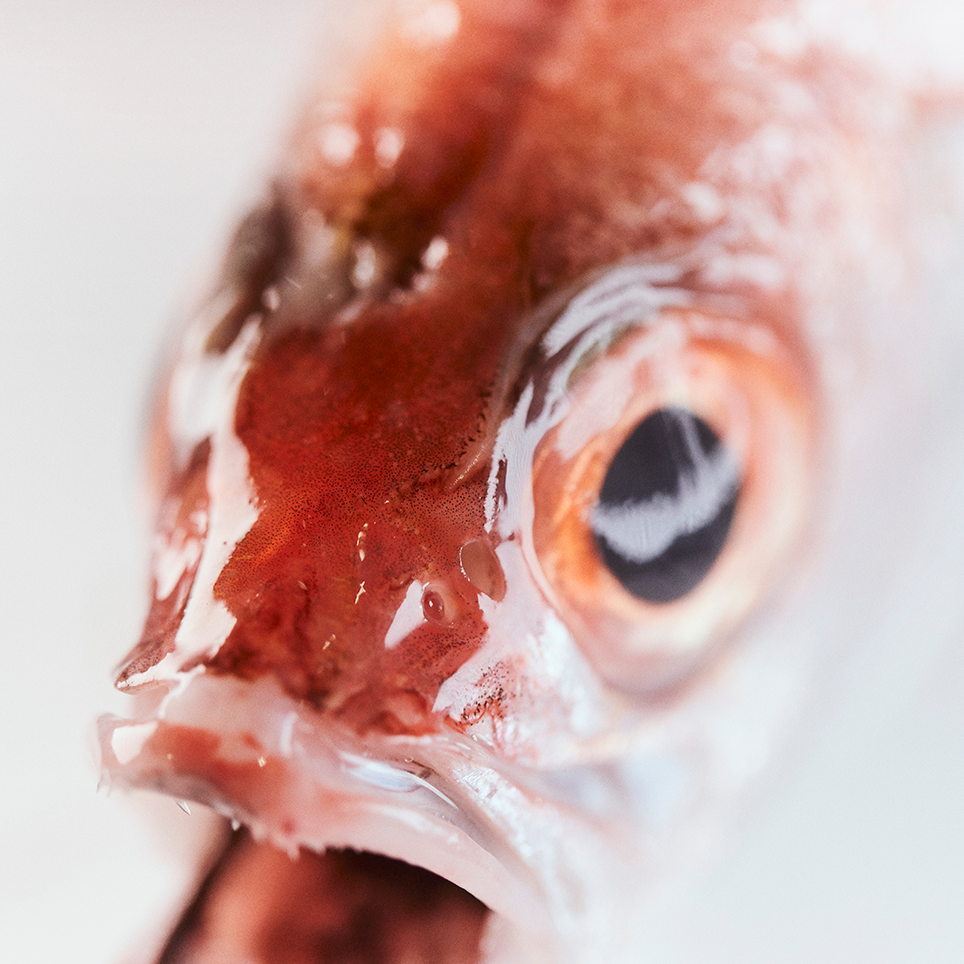 海深くに散らばる赤い宝石 下関が誇るノドグロという美味 Fisherman S Wharf Shimonoseki ノドグロ 山口県下関市 Onestory