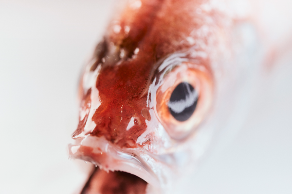海深くに散らばる赤い宝石 下関が誇るノドグロという美味 Fisherman S Wharf Shimonoseki ノドグロ 山口県下関市 Onestory