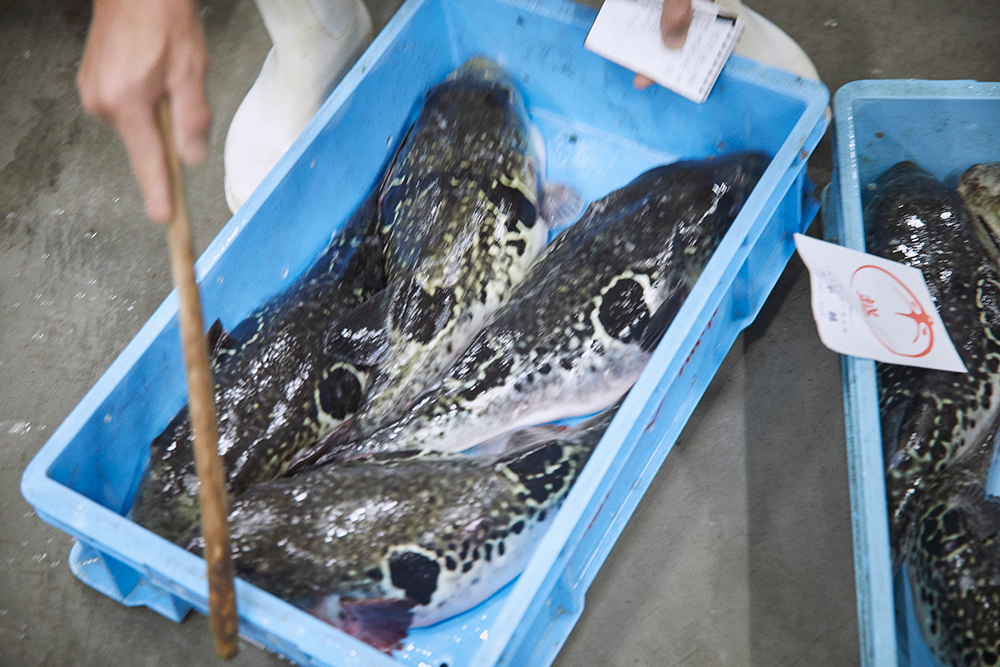 一筋縄では釣れない魚 トラフグ漁とは 根気と知恵比べの連続 Fisherman S Wharf Shimonoseki 増栄丸 山口県下関市 Onestory