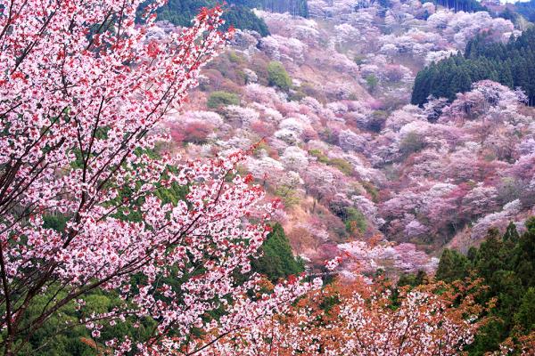 【中古】 大人の桜旅 一度は見に行きたい日本の桜名所＆名桜５００景 ２００７/ニューズ出版 Amazon.co.jp: 大人の桜旅 2012―一度は見に行きたい日本の桜名所