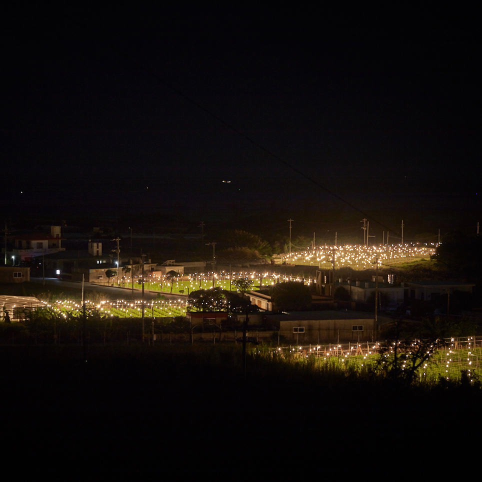 露地を埋め尽くす電球の光 花卉栽培がもたらす機能美に見惚れる 電照菊畑 沖縄県糸数市 恩納村 伊江島 他 Onestory