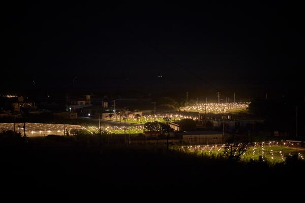 電照菊　電球 闇夜に浮かぶ光のじゅうたん「キクミネーション」 沖縄の冬空、輝く電