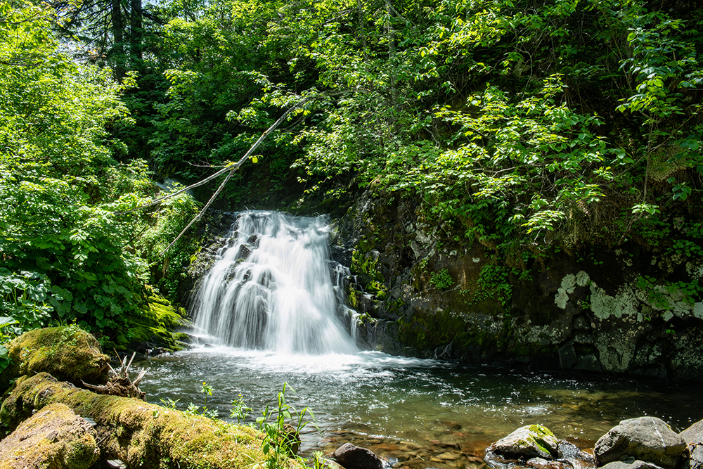 十二滝町」の幻像が揺らめく仁宇布の森は、爽やかで美しい秘密をその裡