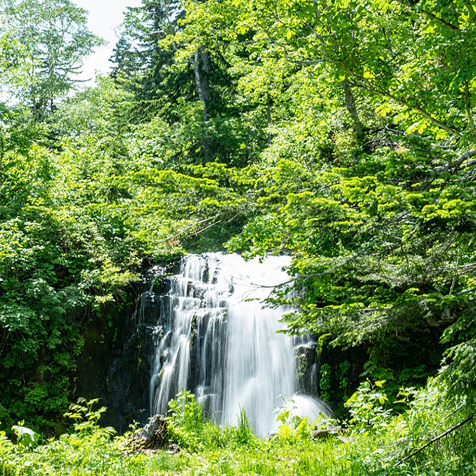 十二滝町」の幻像が揺らめく仁宇布の森は、爽やかで美しい秘密をその裡
