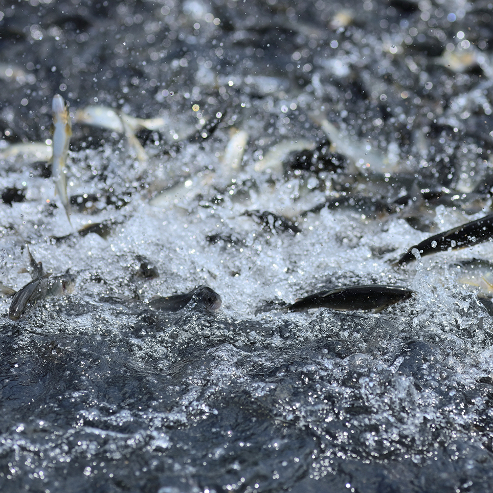 高尾で夏の生命力に満ちた料理を頂き 山河の恩恵に浴する Six Senses Tokyo 東京都八王子市高尾 Onestory
