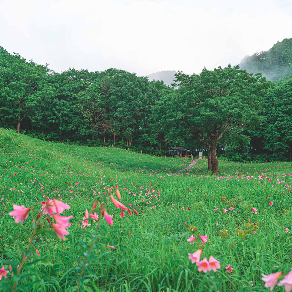 愛らしく高貴な佇まいで魅了する うす紅色の花弁が告げる初夏の訪れ 高清水自然公園 福島県南会津町 Onestory